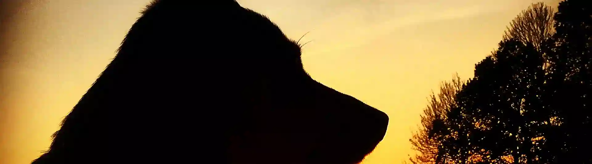 Bild på hund i solnedgången 