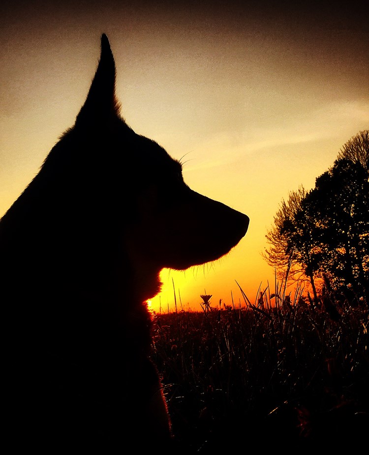 Bild på hund i solnedgången