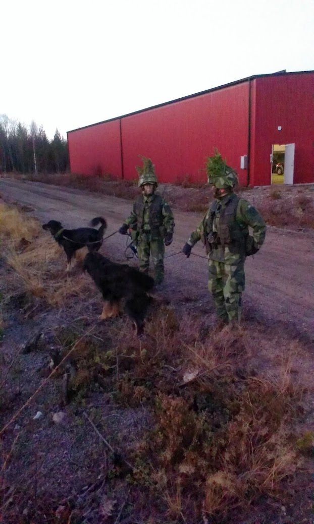Bild på tjänstehundar