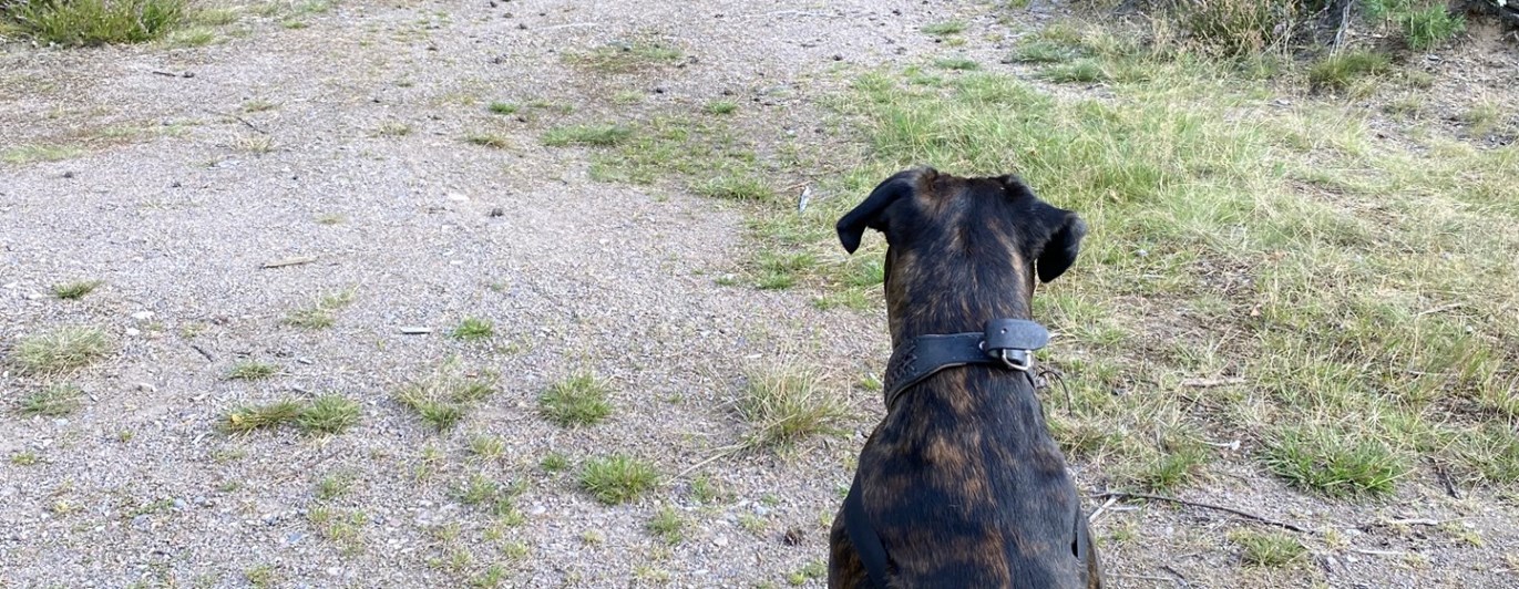 Boxer tittar in i skog