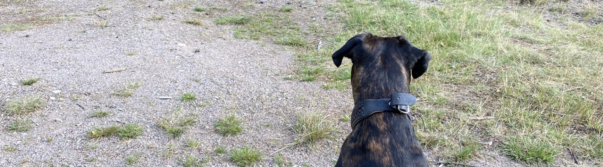 Boxer tittar in i skog