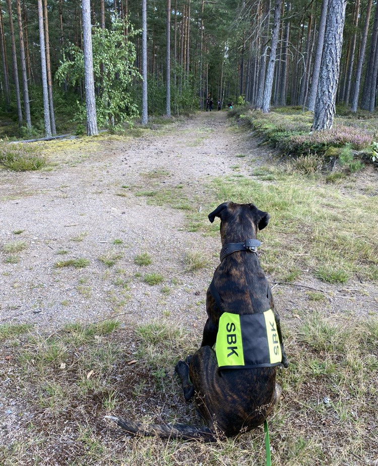 Boxer tittar in i skog