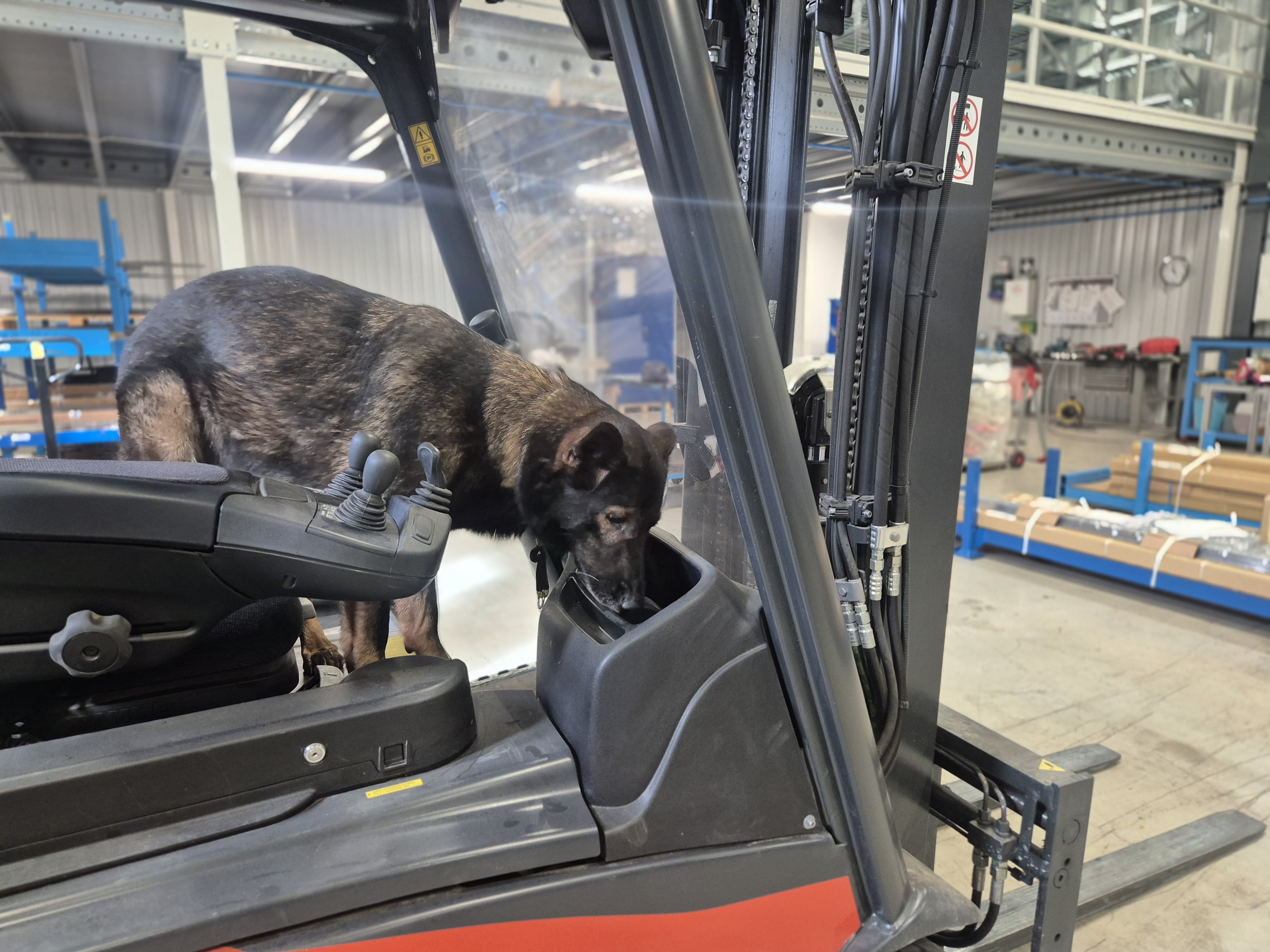 Schäfer söker i truck