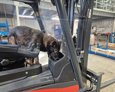 Schäfer söker i truck