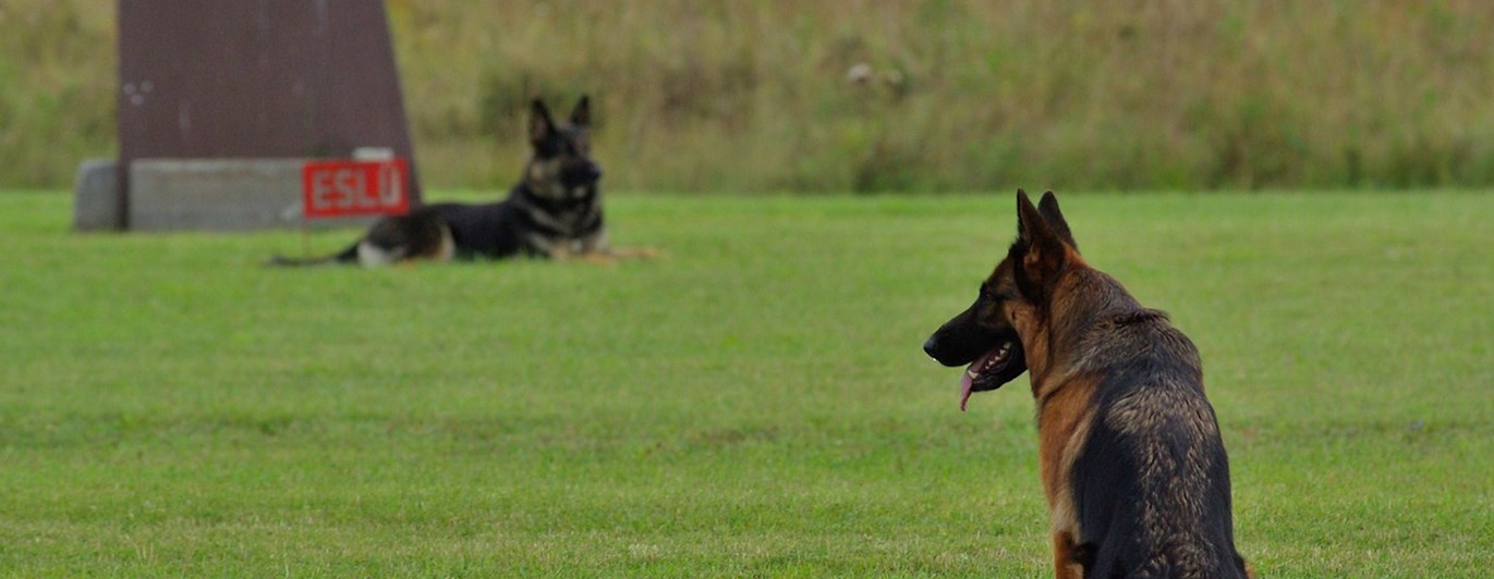 två schäfrar på en klippt gräsmatta