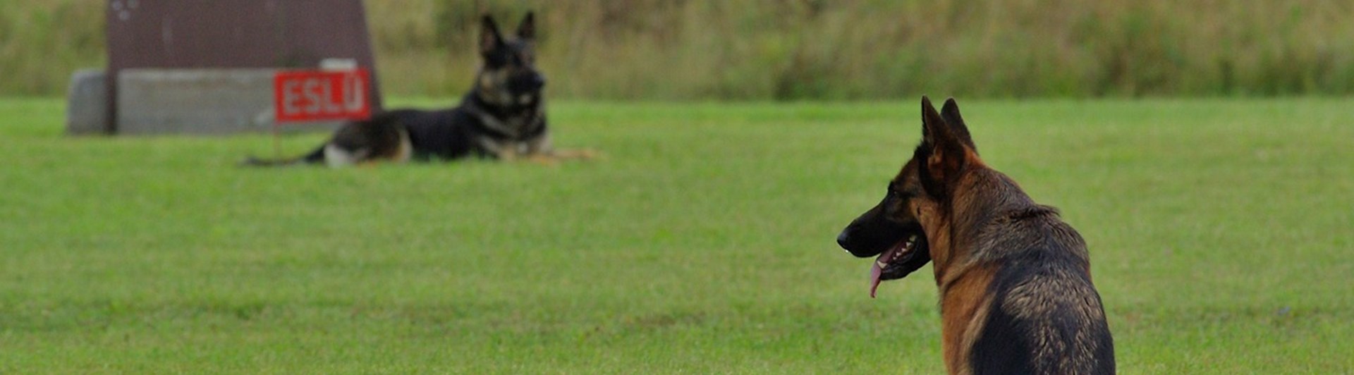 två schäfrar på en klippt gräsmatta