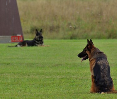 två schäfrar på en klippt gräsmatta