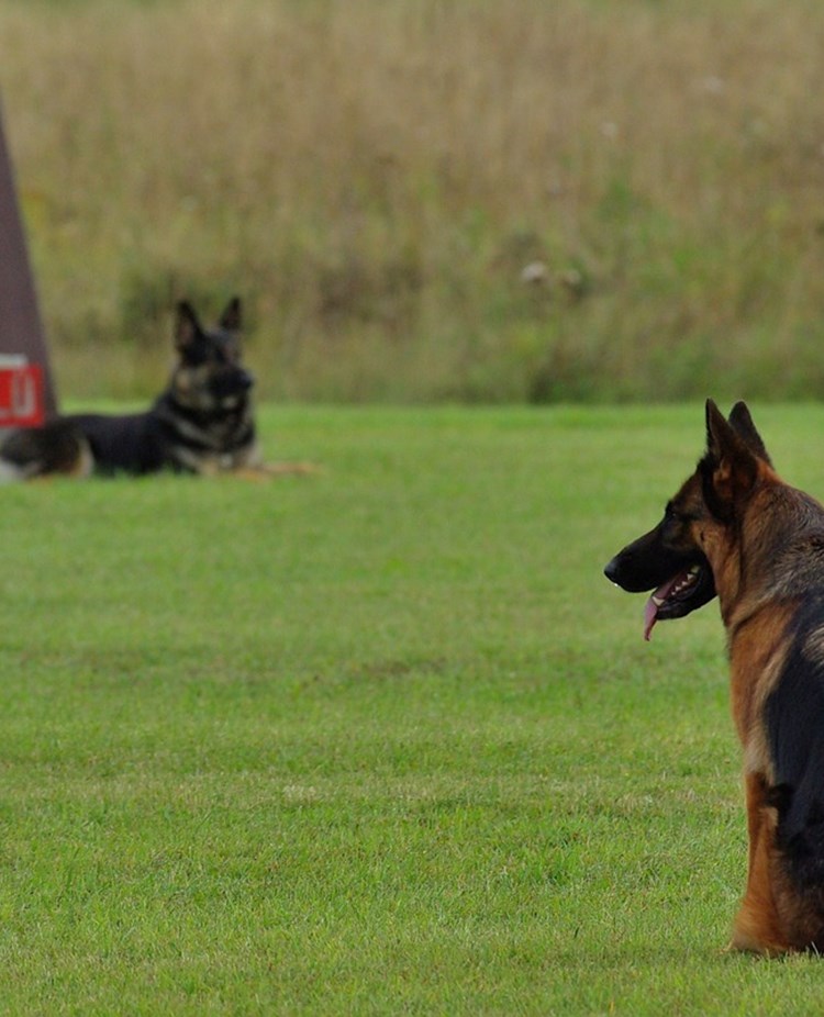 två schäfrar på en klippt gräsmatta