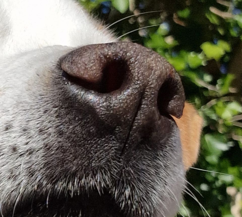 Bild från Kerstin Rörstam, NW