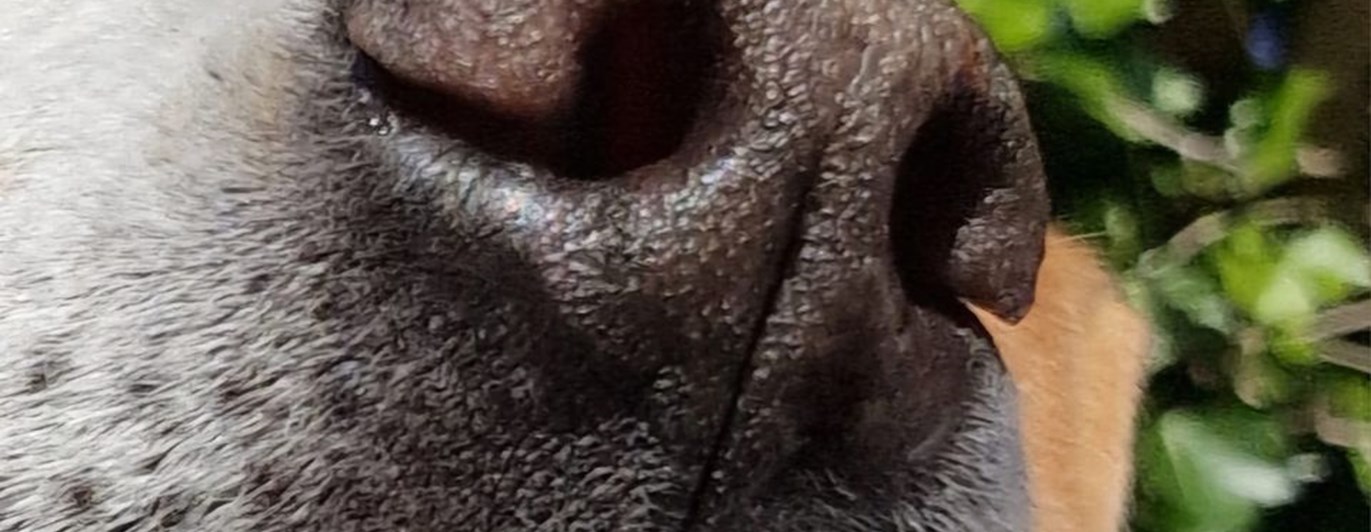 Bild från Kerstin Rörstam, NW