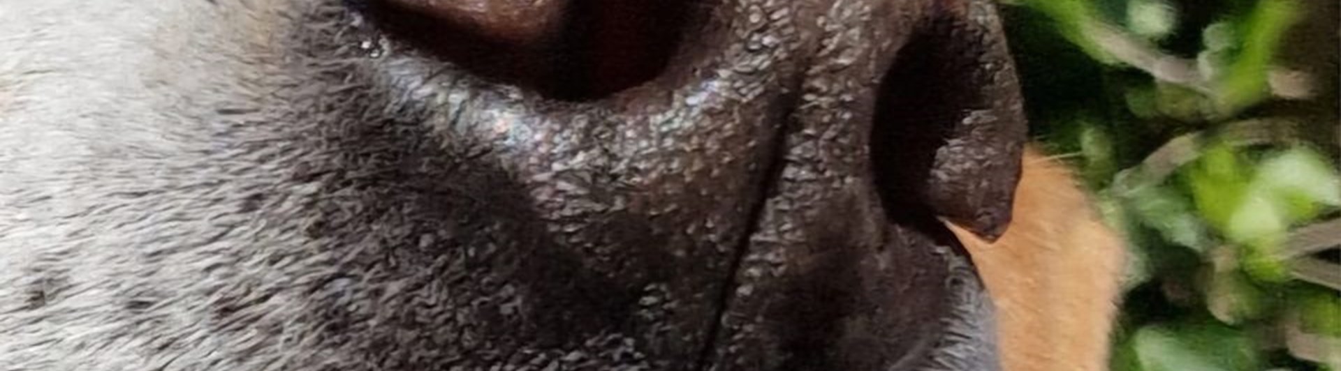 Bild från Kerstin Rörstam, NW