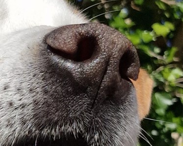 Bild från Kerstin Rörstam, NW