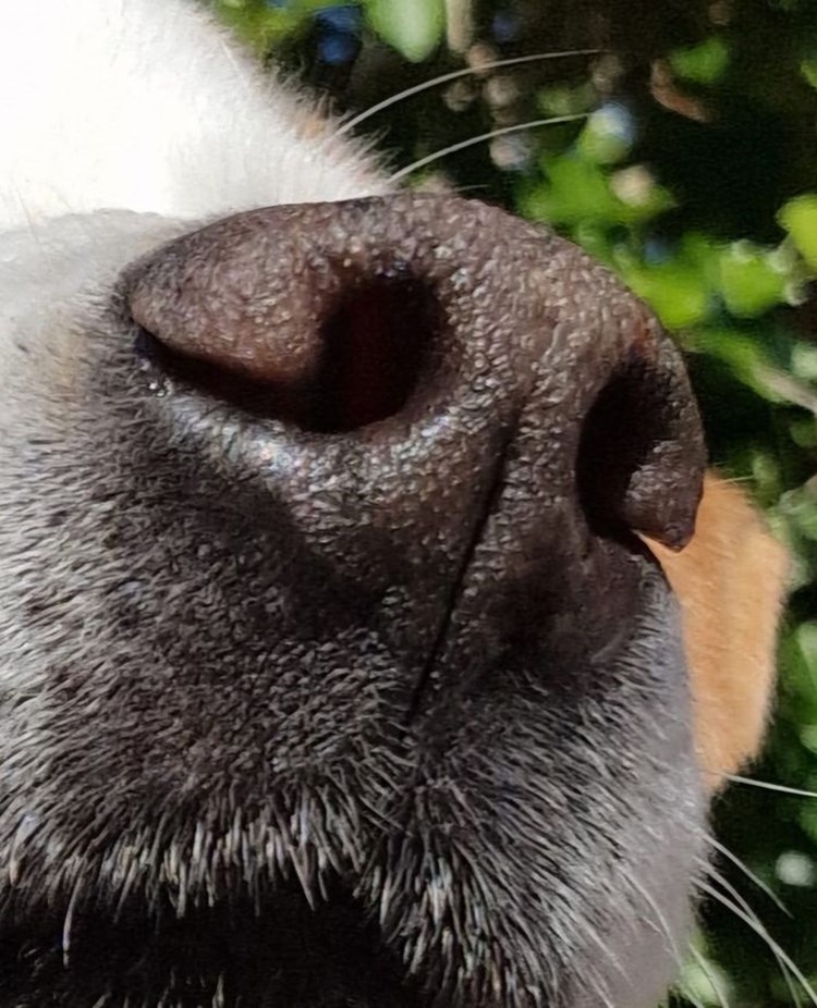 Bild från Kerstin Rörstam, NW