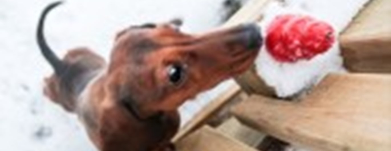 En tax som nosar på en röd kong