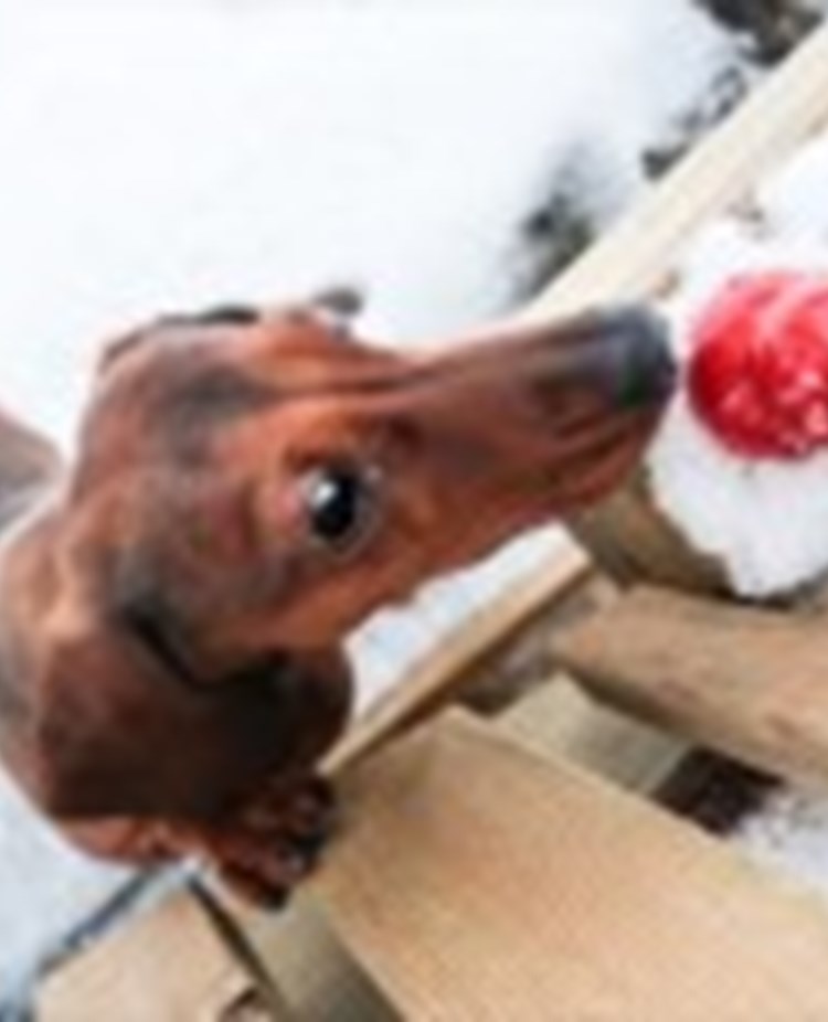 En tax som nosar på en röd kong