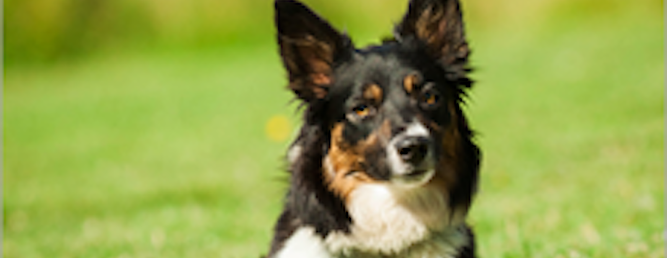 Foto: Julia Indergand