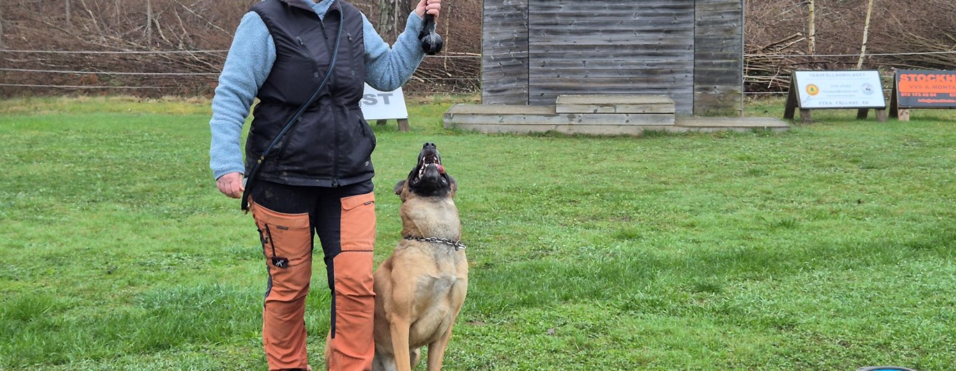 Christel och Stålis visar hur det ska gå till. Skyddslydnadskurs på Nynäs BK.