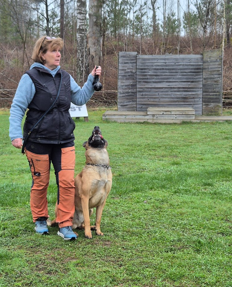 Christel och Stålis visar hur det ska gå till. Skyddslydnadskurs på Nynäs BK.