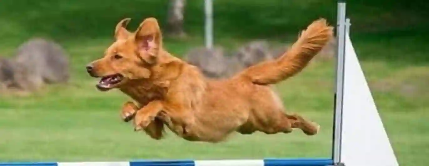 Hund som hoppar