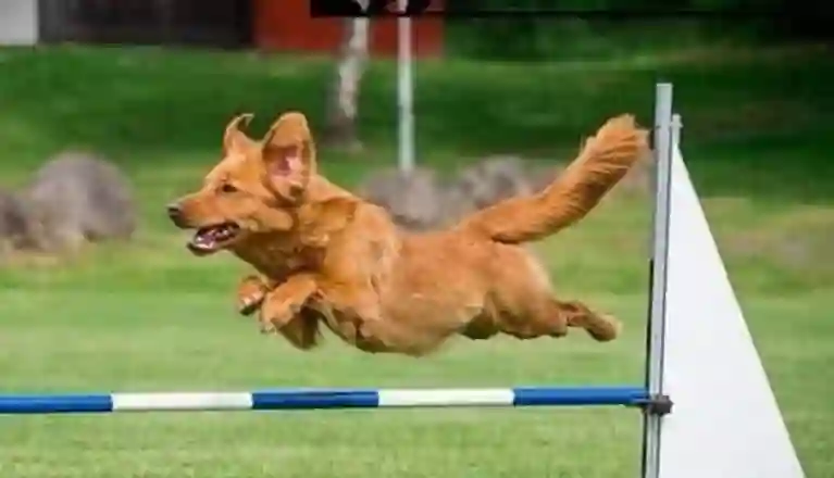 Hund som hoppar