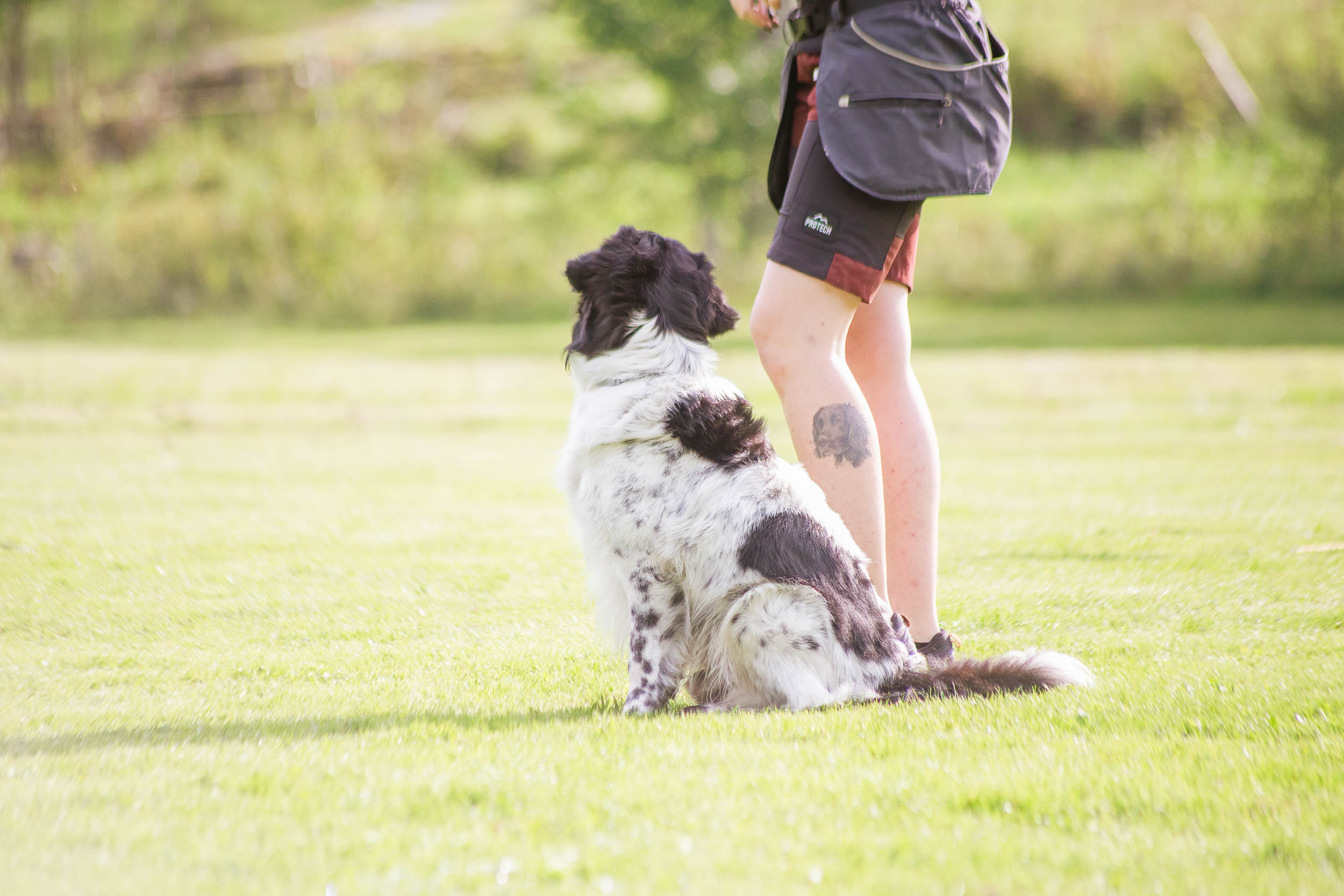 Hund och människa på en plan