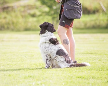 Hund och människa på en plan
