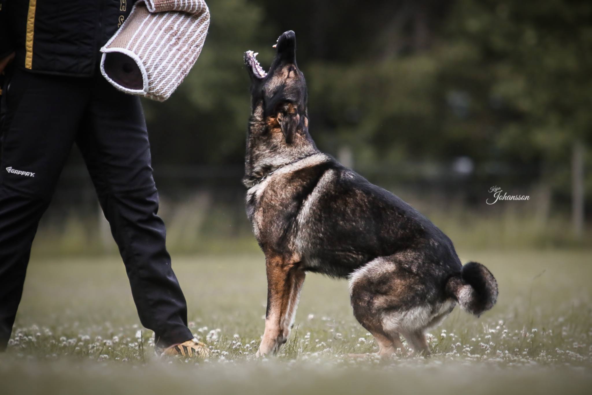 En grå schäfer skäller på figuranten under pågående IGP-träning