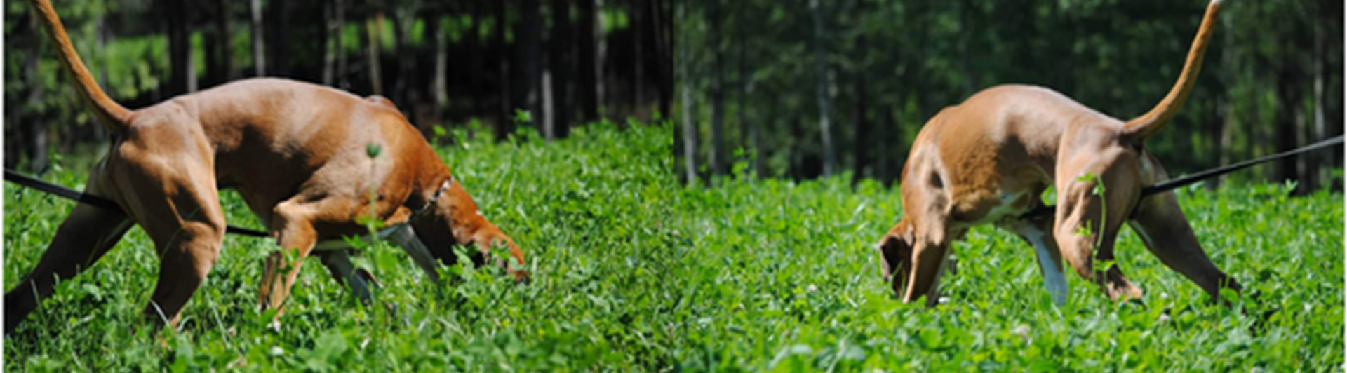 boxer spårar på fält