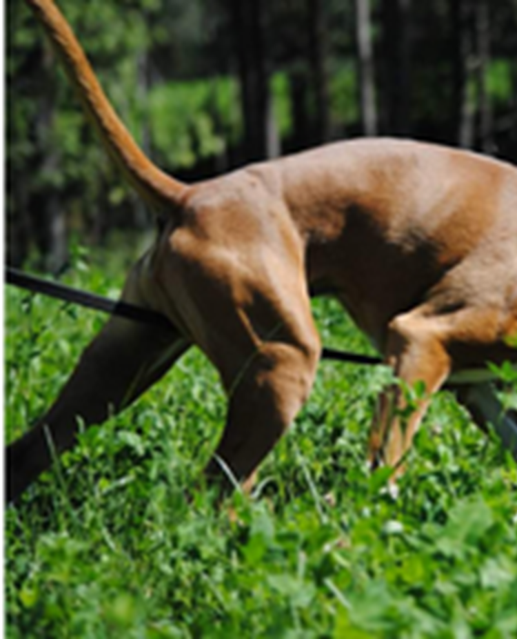 boxer spårar på fält
