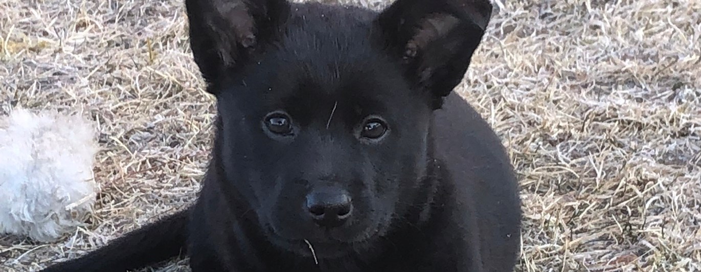 Kelpievalp Specialsök