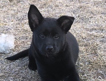 Kelpievalp Specialsök