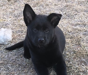 Kelpievalp Specialsök