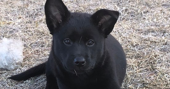 Kelpievalp Specialsök