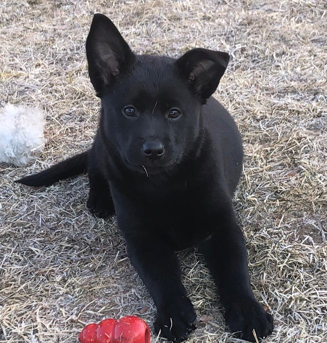 Kelpievalp Specialsök