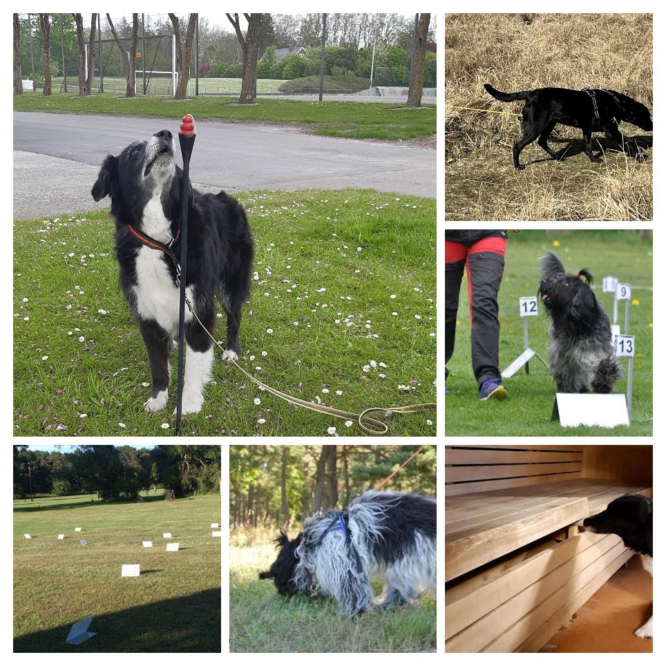 Träningsgrupper-collage