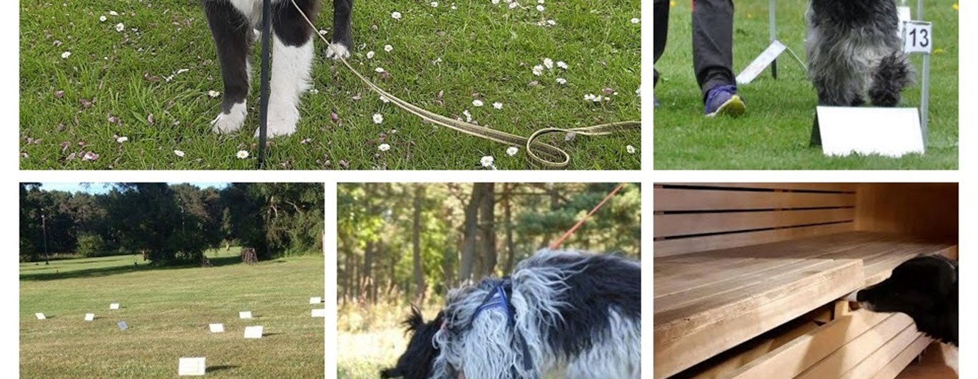 Träningsgrupper-collage