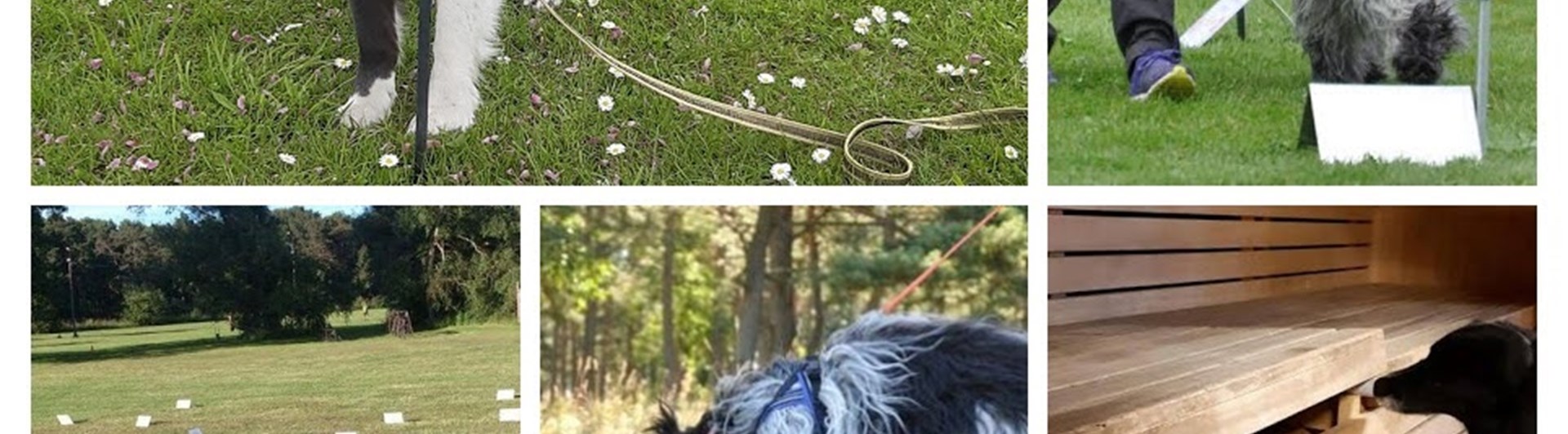 Träningsgrupper-collage