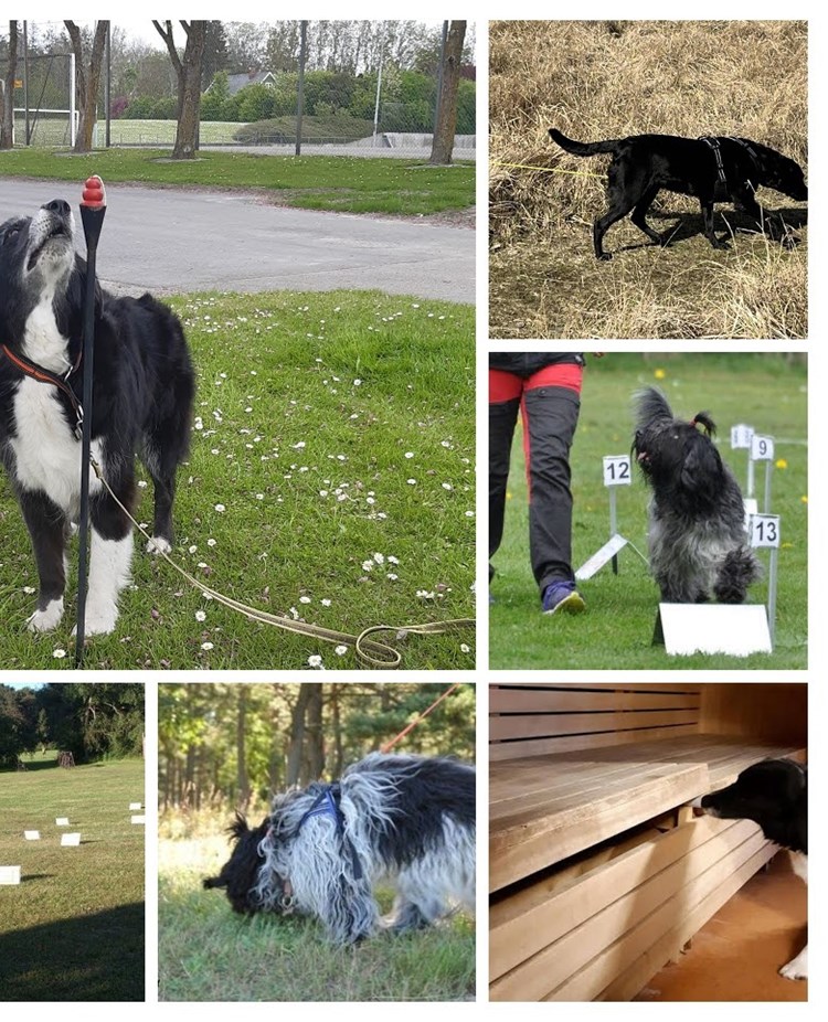 Träningsgrupper-collage