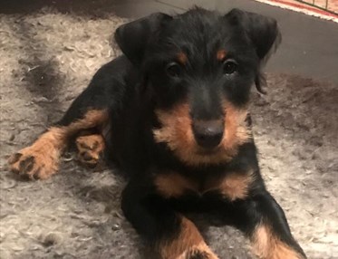 Tysk jaktterrier tuggar ben