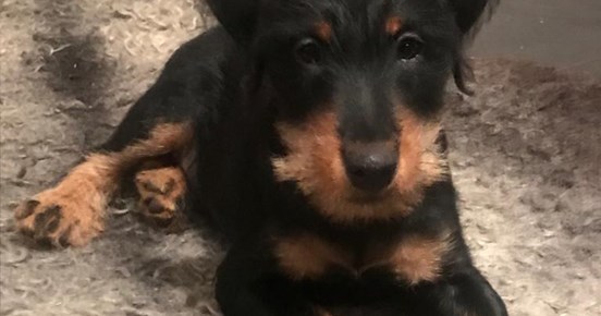 Tysk jaktterrier tuggar ben