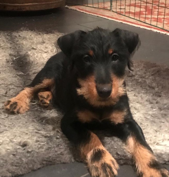 Tysk jaktterrier tuggar ben