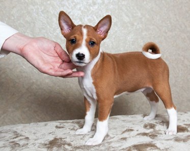 En Basenji-valp.