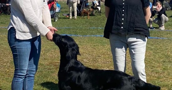 Hund med matte och domare på utställning