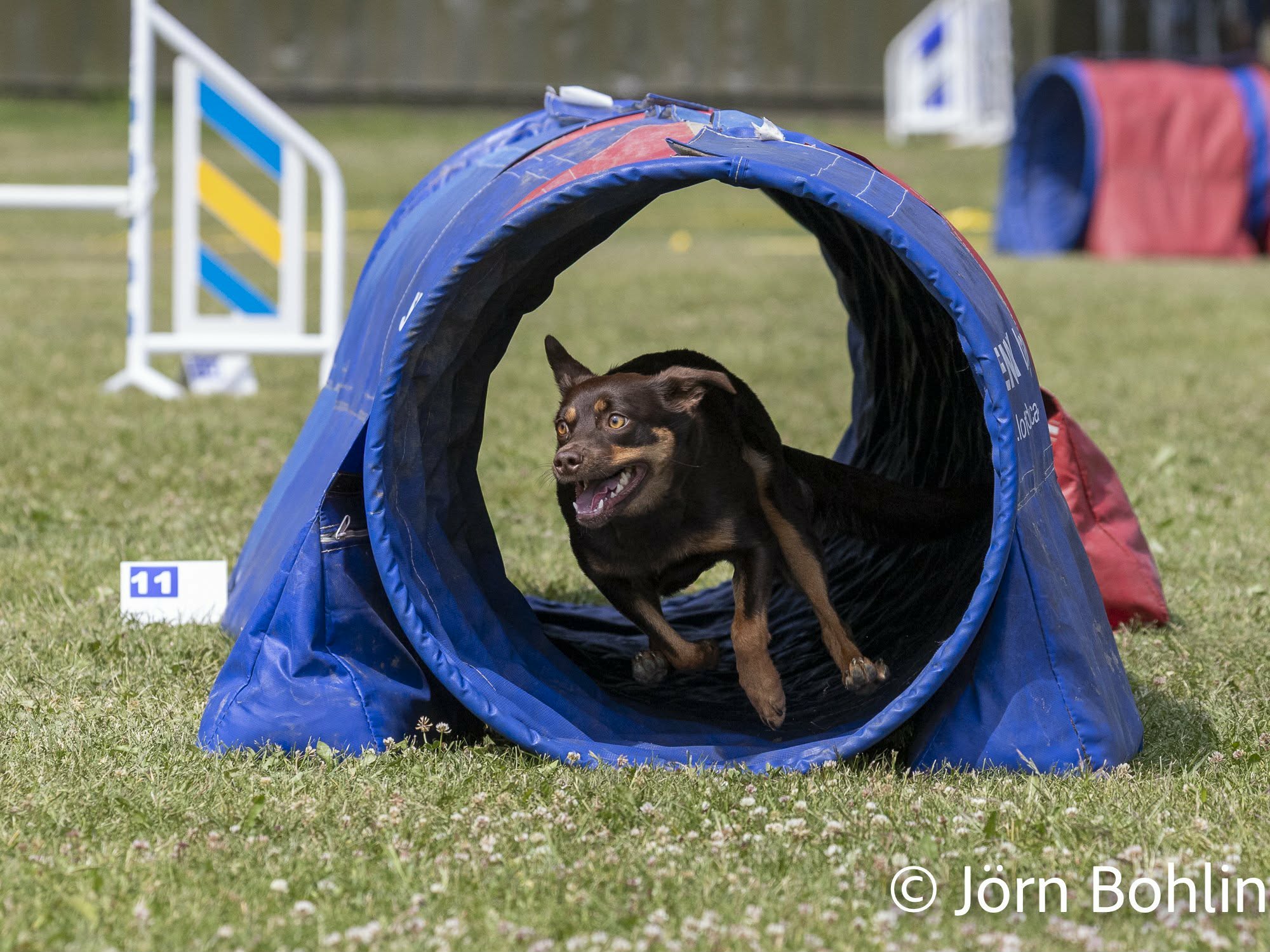 En brun kelpie springer genom en tunnel på agilityplanen