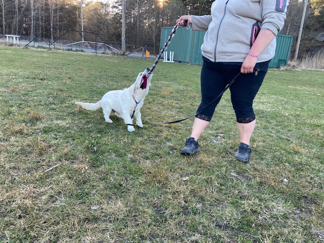 Torslanda-Öckerö Brukshundklubb öppen träning