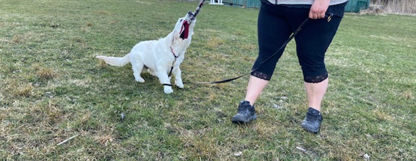 Torslanda-Öckerö Brukshundklubb öppen träning