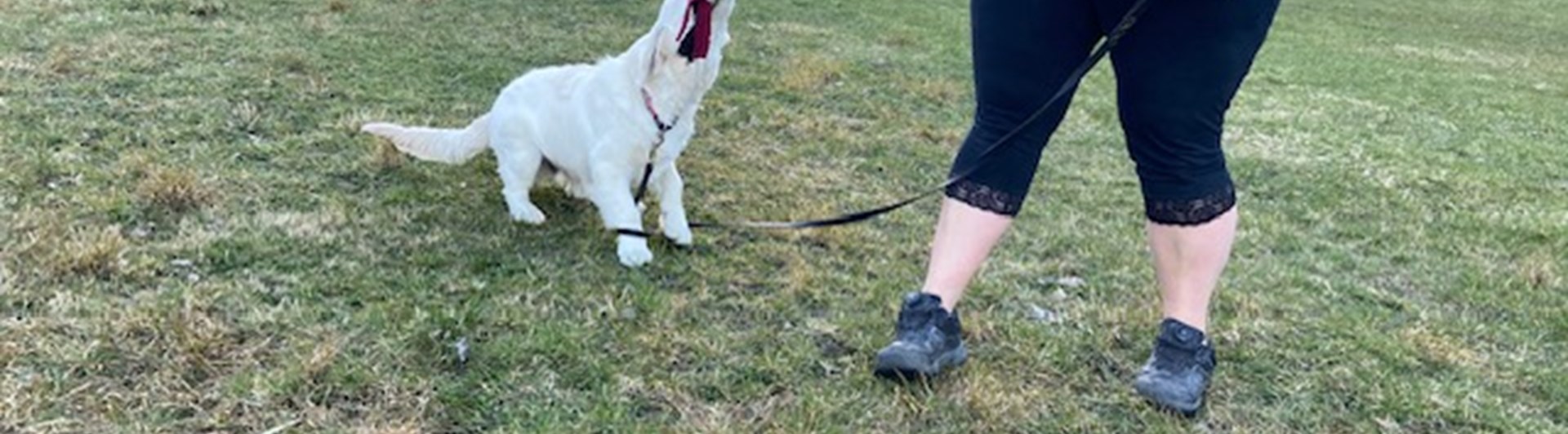 Torslanda-Öckerö Brukshundklubb öppen träning
