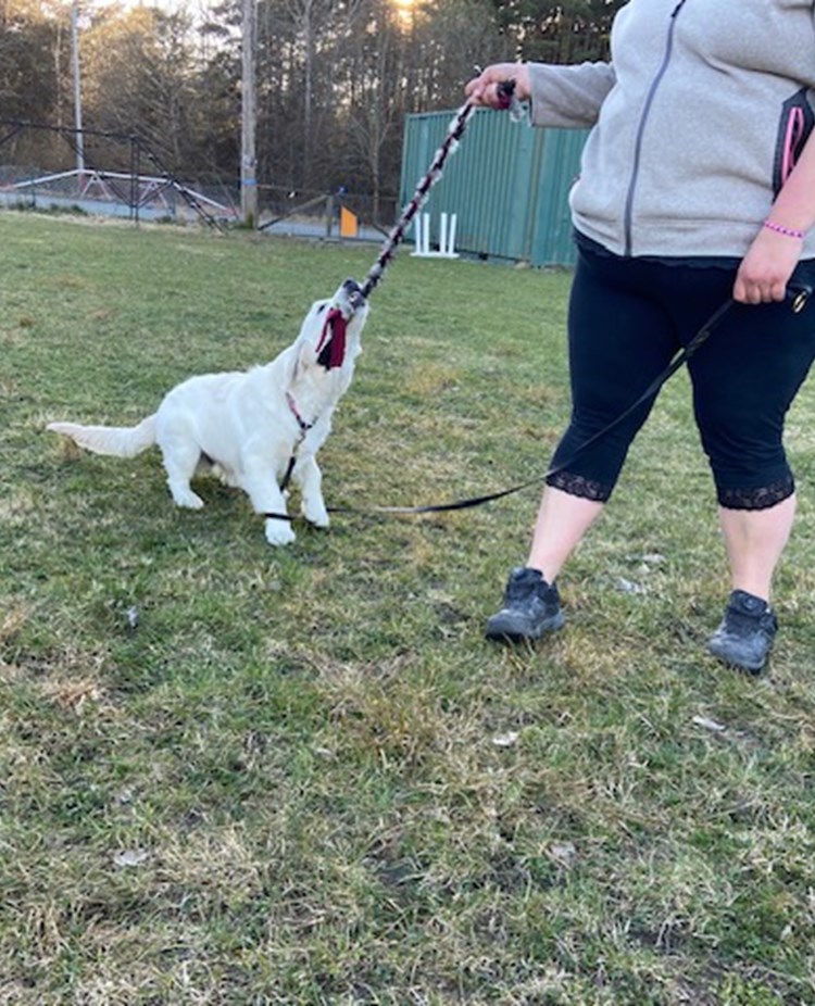 Torslanda-Öckerö Brukshundklubb öppen träning