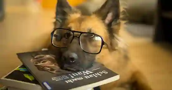 Schäfer med glasögon som har huvudet på skolböcker