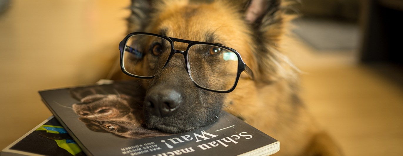 Schäfer med glasögon som har huvudet på skolböcker